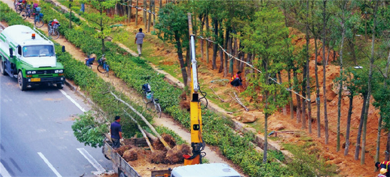 靖安縣環(huán)城南路綠化工程